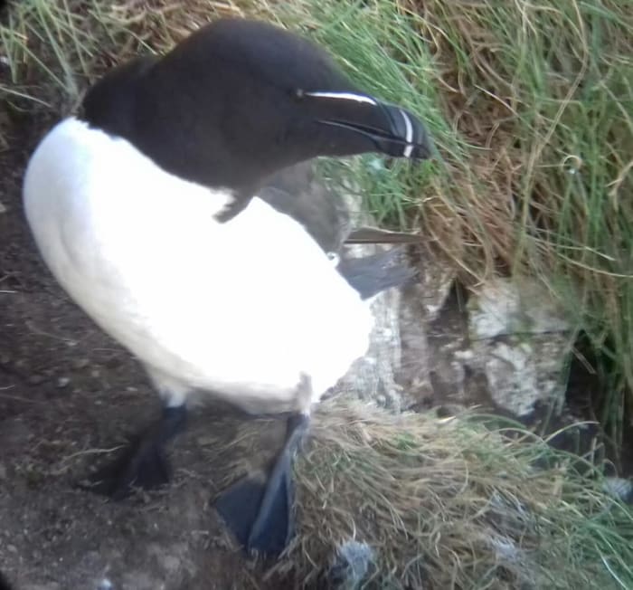 With the right photography equipment you can get amazing close shots of birds such as this Razorbill.