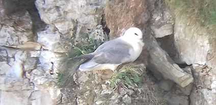 This was the only picture of a Northern Fulmar that I could get. If you do visit Bempton you'll find yourself taking more Puffin pictures than you need.