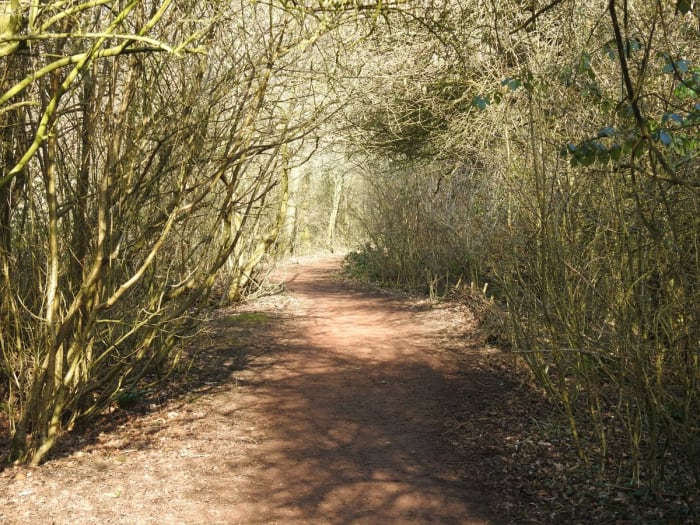 This photo instantly made me think of Frodo and the the other Hobbits fleeing down the path from the pursuing Nazgul.