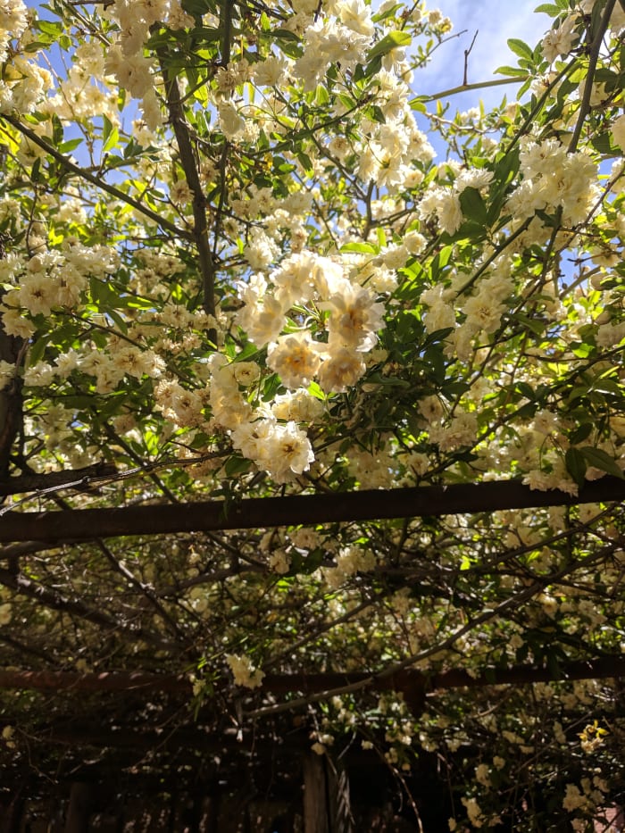 Tombstone's Lady Bakasia Rose Bush is in full bloom in Spring time