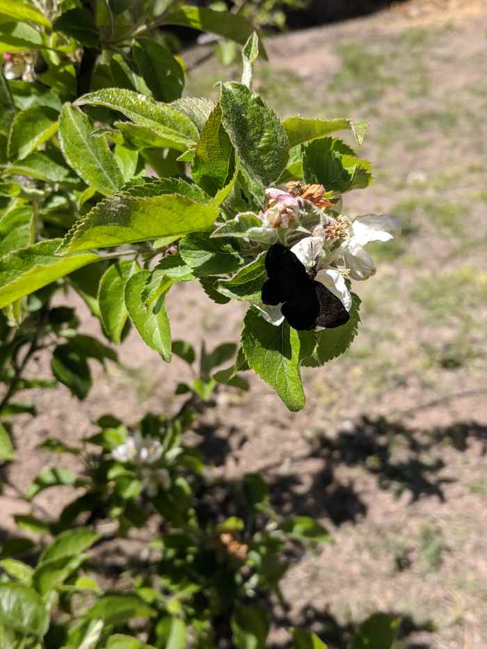 The courtyard where the Lady Bankisa grows also has a pear tre and china berry tree. This butterfly is enjoying nector from one of the blossoms on the pear tree