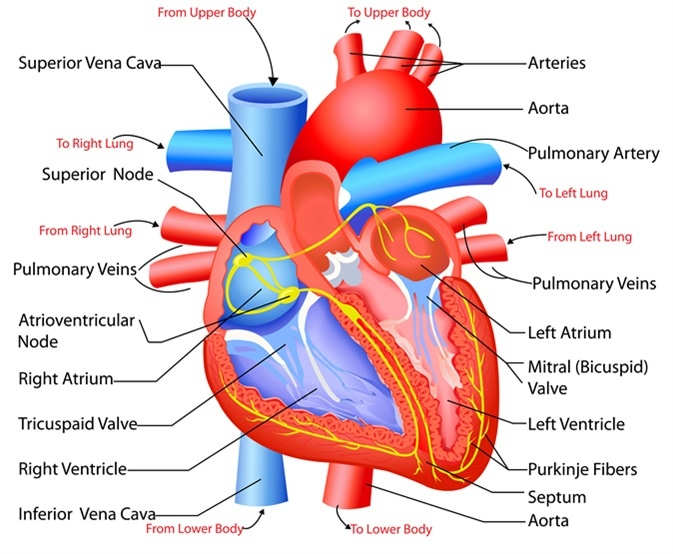 Human Heart and The Circulatory System - HubPages