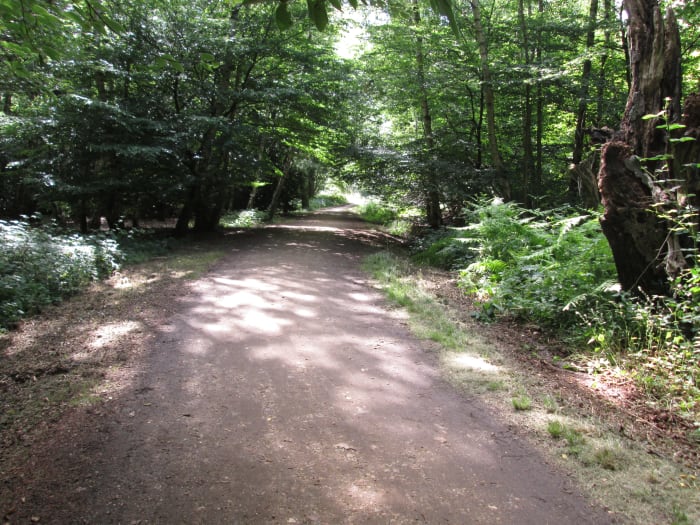 After some ducking and pushing through undergrowth and around trees the bridle path is reached...