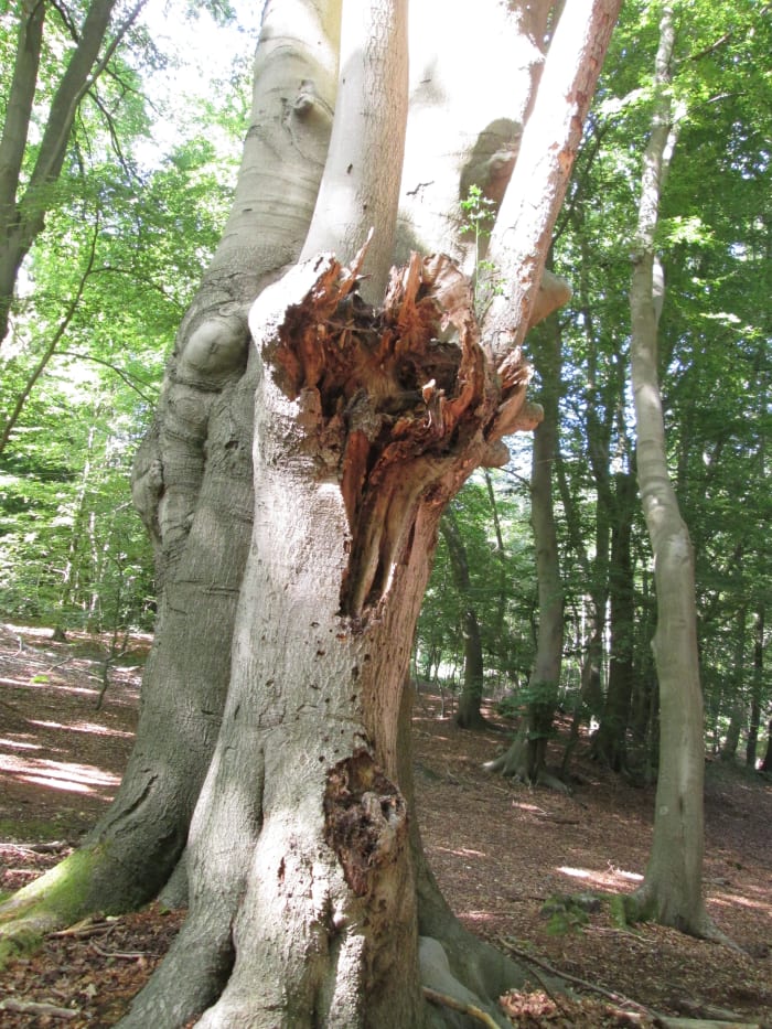 Sometimes a minor trunk grafted onto a major one feels the weight of gravity, leaving great 'wrench' marks.