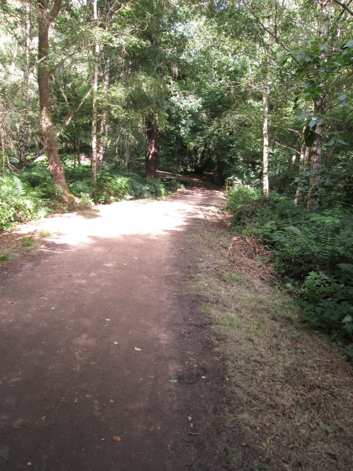 ,,, And the path undulates, turns and turns again like a writing snake between densely grown trees. Mother nature 'manages' the forest.
