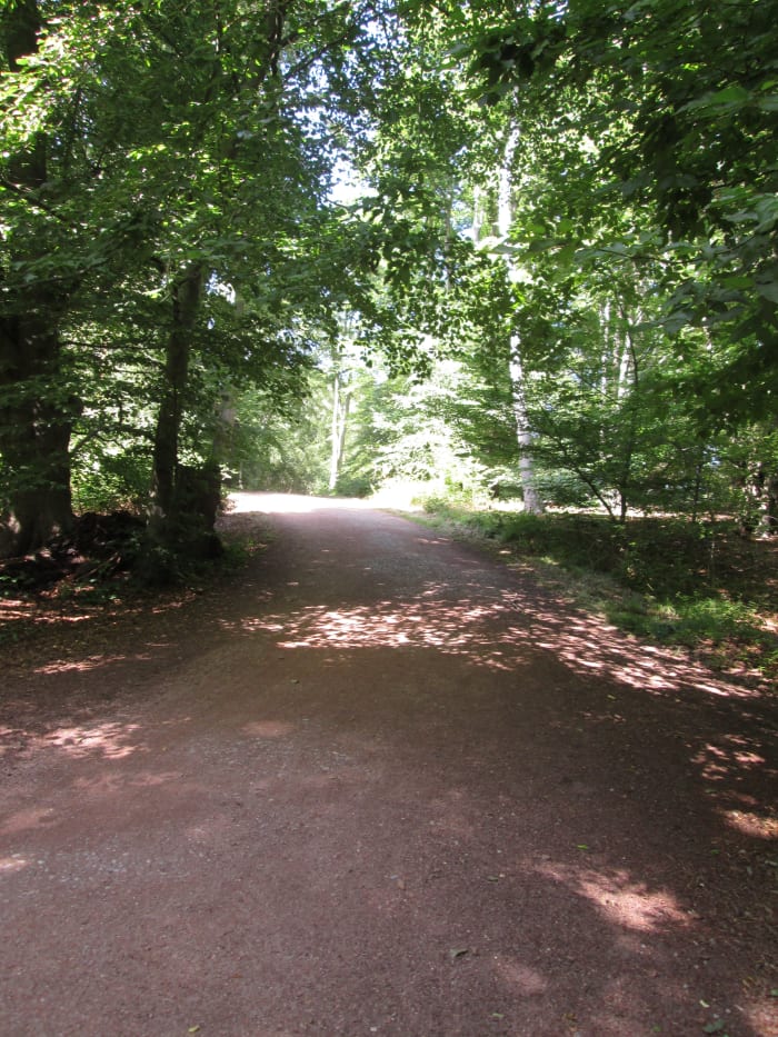 The canopy is fairly dense in places, the sun only gets through when branches are turned by the wind higher up.