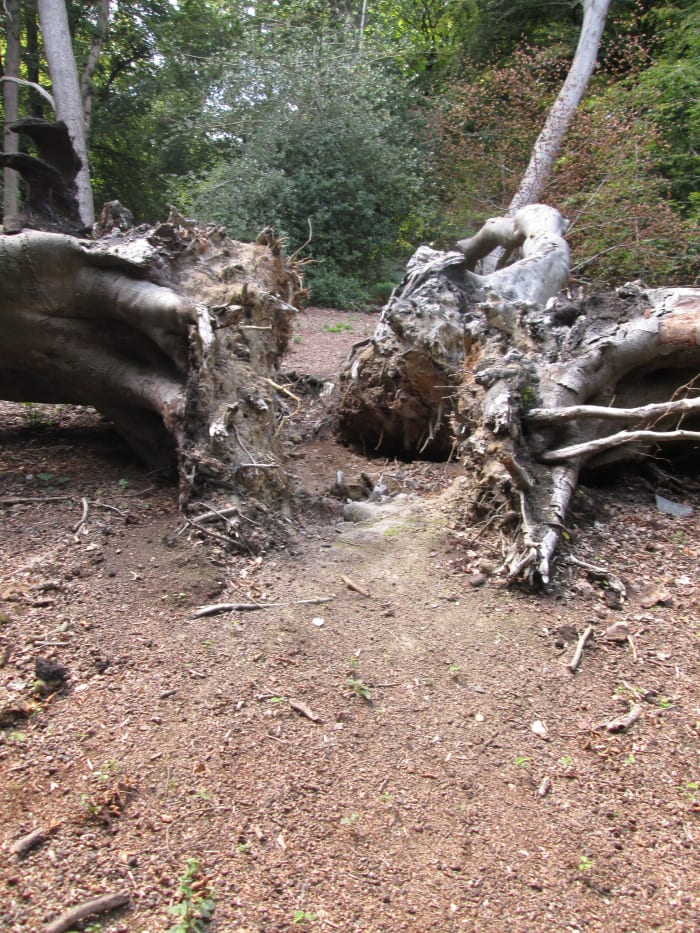 ... Where four trunks parted company is a shallow trench that I sauntered through on my way to the bridle path itself
