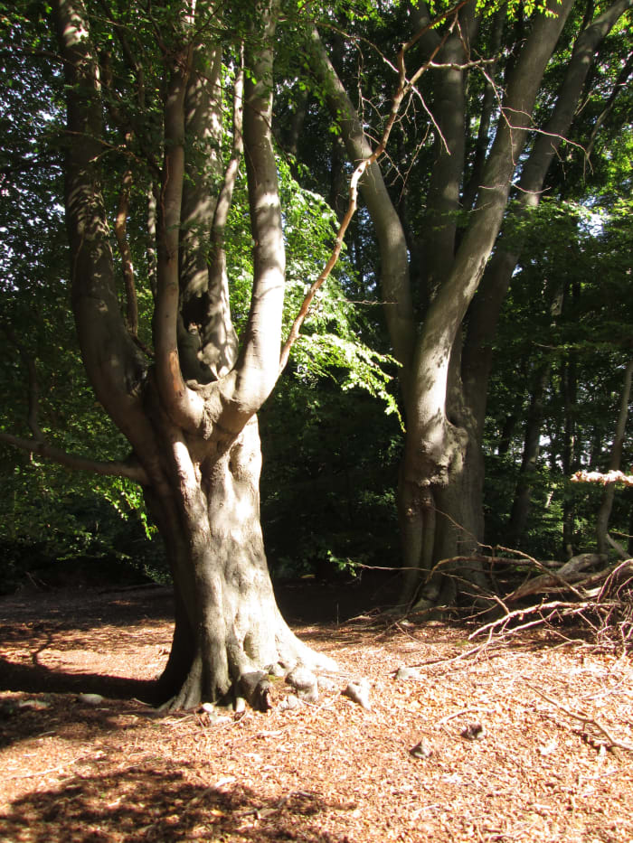This pair of trees attracted my attention... A little 'erotic'' in their smooth shapes. Nature holds many surprises we don't expect.