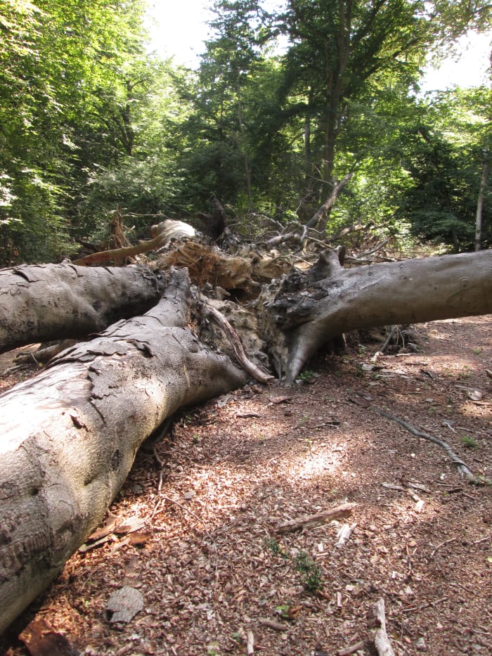 A reminder of yesteryear... A pollarded beech tree has collapsed with age, it's 'component parts' parted company in the shape of a cross...