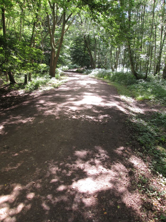 The dappled path looks cool and welcoming after sweltering heat. Sometimes you'll find yourself in clearings to feel the sun beat down and you push on back into the shade...