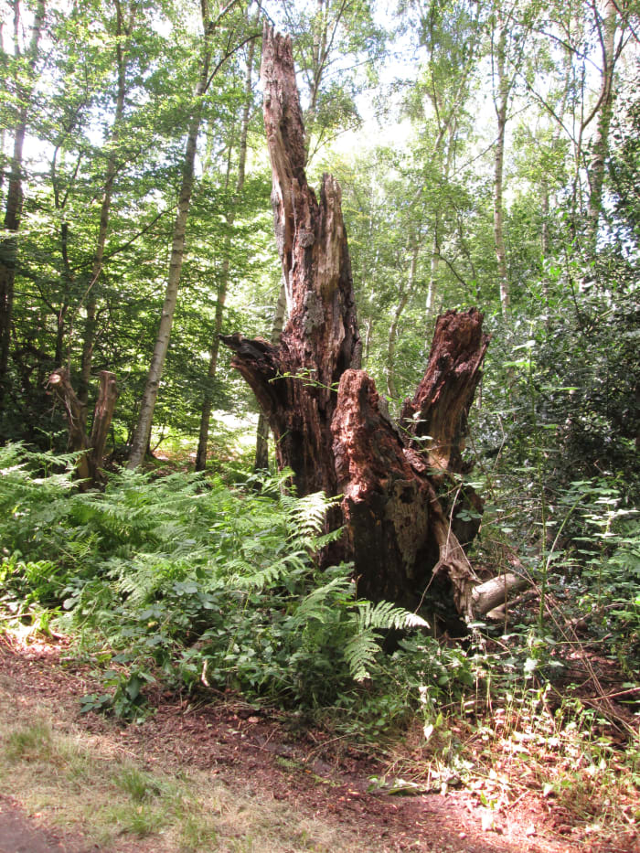All kinds of interesting works of natural 'sculpture' abound where nature's taken its course...