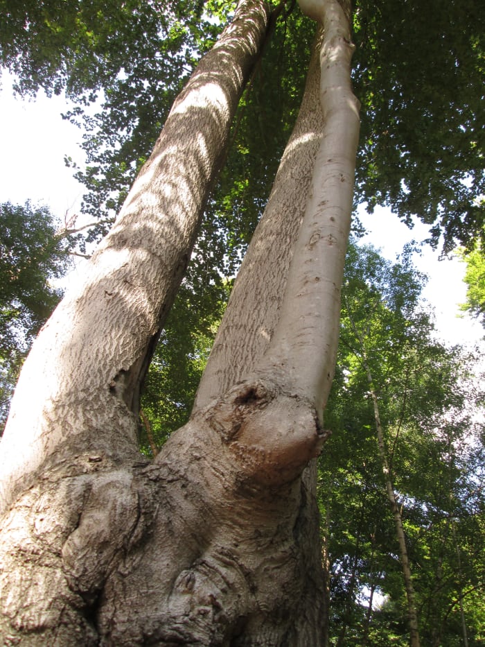 Some trees look decidedly odd, like yuccas, where smaller trunks have been grafted on to the main ones.