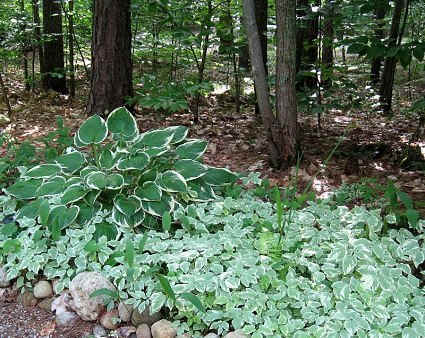 Hosta and snow-on-the-mountain in my shade garden. It's important not to let snow-on-the-mountain dry out too much. The leaves turn brown and it dies back, so keep an eye on it.