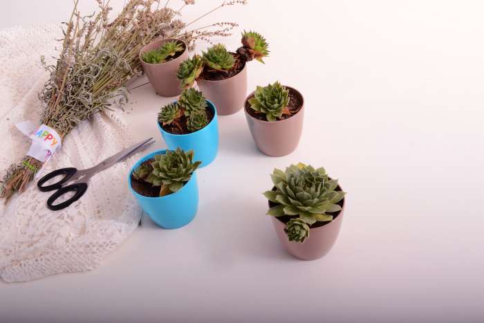 Succulents make a good gift. Pick up pots for a dollar at the dollar store and give them a quick coat of paint. Total cost is $2 - $4/