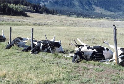 These cows were killed when lightning struck the metal wire fence that they were standing at. How sad.