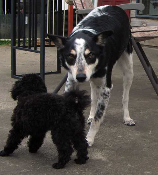 My buddy from Home. He is an Australian Blue Heeler called Flipper and I am always nicking his food!