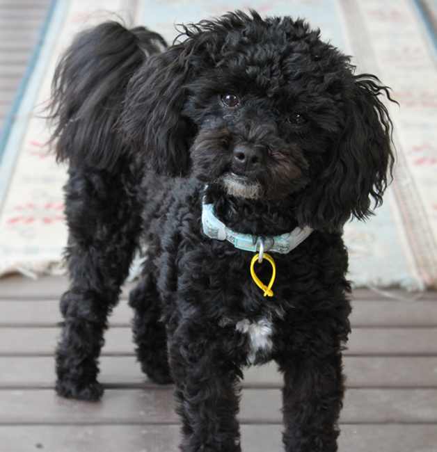 I often hear my Mum and Dad say "You are a naughty boy Oliver" and I think to myself "hey I'm a Shihpoo isn't that what we do?"