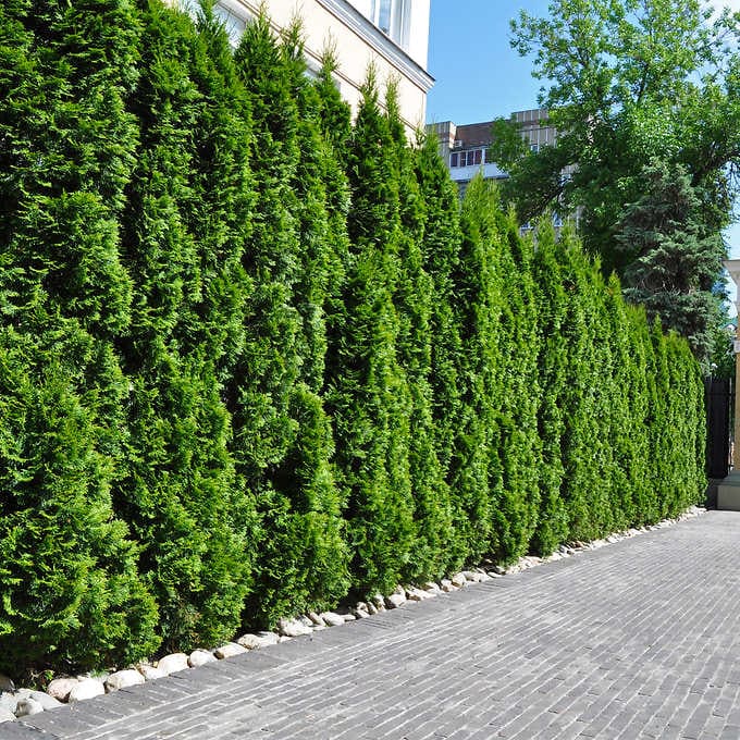 A straight and stately line of evergreen arborvitae bushes mark the property border and guard privacy..