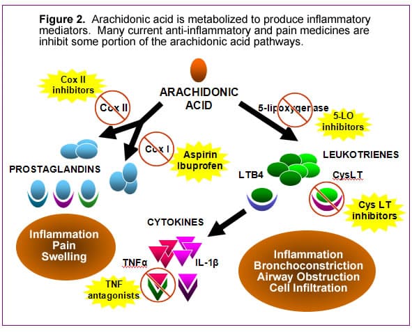 Arachidonic acid produces some of the chemicals involved in the physiology of pain such as, prostaglandins....Motrin is a basic pain med that blocks this acid.