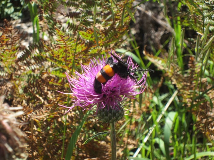 A Flower Wasp (Campsomeris Ephippium) dining on a Thistle's nectar (Photo taken on Mt. Lemon, AZ)
