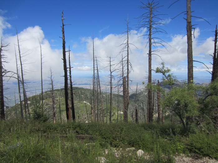 Blackened Tree Trunks from forest fire a few years ago. Mt Lemon Hiking Trail, Santa Catalina Mts, Arizona