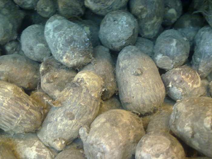 Colocasia