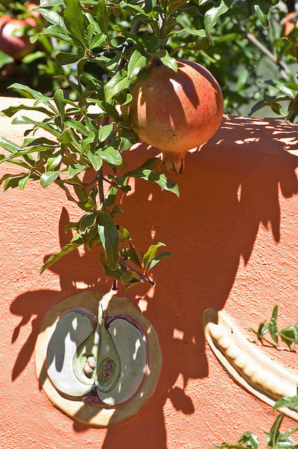 Pomegranate Tree is hardy and easy to maintain