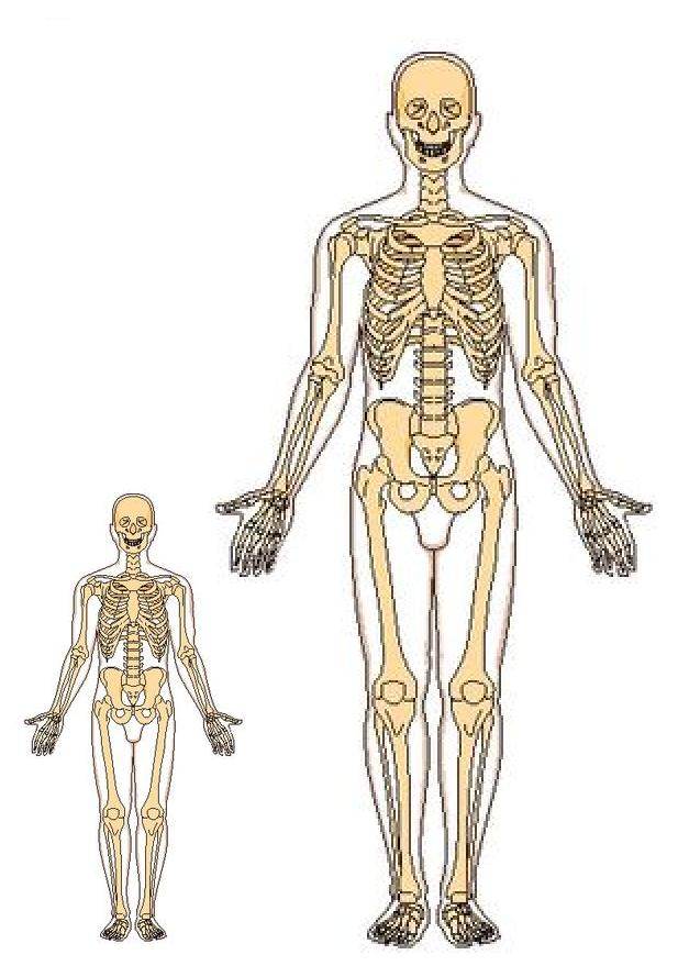 The diagram is a magnification of a human skeleton that does not compensate for necessary bone mass increase for a much greater mass of a larger human being. The figure on the right is twice the height of the one on left and 8 x more massive