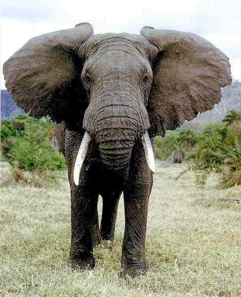 The African elephant is the largest land animal on earth today. As it is warm-blooded in a hot climate, it must radiate more heat than it takes in. The large fan like ears help to dissipate waste heat, as well as its bathing habits.