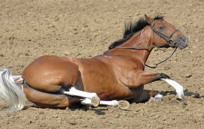 A horse with sore feet might find it painful and difficult to stand.