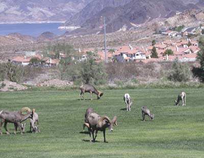 Bighorn sheep make their way down the mountain every day and stop in Hemenway Park in Boulder City to "graze" on the grass there. The best times to see them are early morning and early evening, when it is not so hot outside.