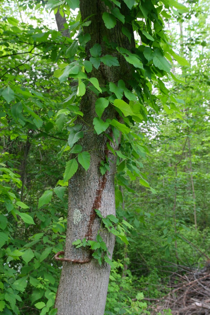 Poison ivy scales a tree: note the characteristic reddish, hairy "rope" - avoid contact with this plant at all costs!