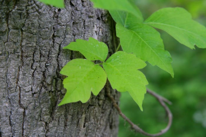 The side leaflet exhibits the "mitten with a thumb" shape characteristic of Poison Ivy.