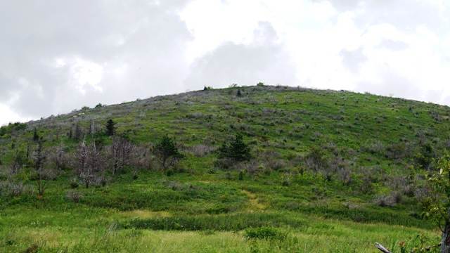 Grassy Cove Top. If you look closely, you can see Art Loeb Trail, though I recommend taking Trail 101 and skirting around the mountain. The mountain laurel is really thick - at least in mid-summer.