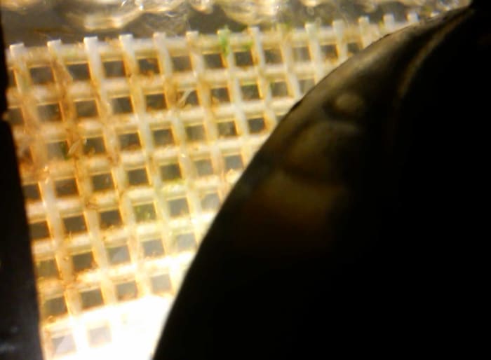 Small breakthrough today! I can see a small amount of green algae starting to grow. Not much, but encouraging. (8/19/12)