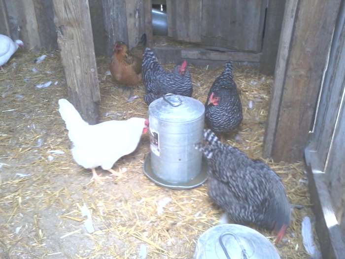 Thanks to keeping chickens, I haven't had to buy eggs in two years, and chicken dinner is always an option at my house.