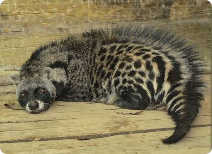 Despite their beautiful coats, African civets are not endangered or even threatened in their native land. Hooray!