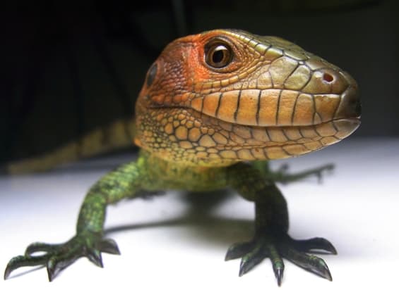 Even though they don't have sharp teeth, a single bite from these guys can be painful due to their crushing power.