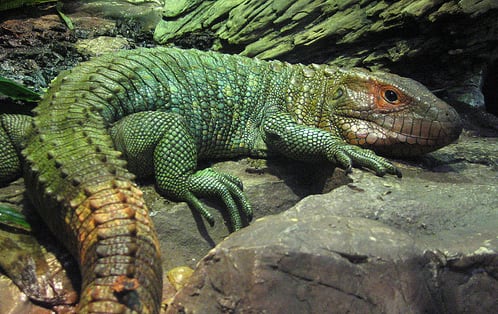 The caiman's powerful tail is used in a similar fashion to an alligator's as it swims through water.