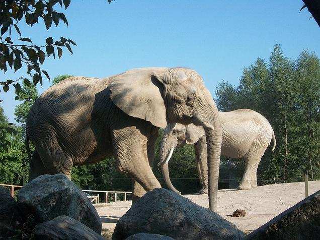 Two elephants at the Toronto Zoo, Thika and Toka. Controversially pegged to be sent to P.A.W.S. Used with permission "www.SaveTheElephants.ca"