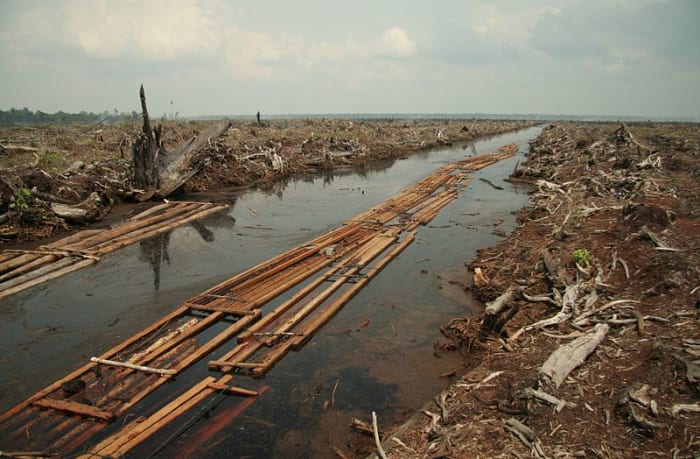 This is the last batch of sawnwood from a patch of forest cleared in Indonesia for the widespread planting of oil palm