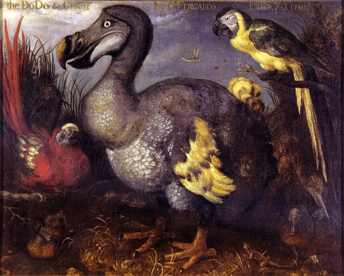The dodo was a flightless type of pigeon that was endemic to the island of Mauritius. It became extinct within a few years of human settlement.