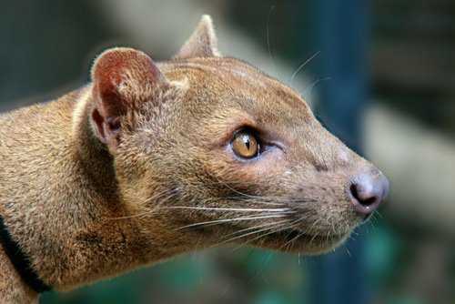 Like hyenas, female fossas exhibit transient masculinization by developing a "pseudo-penis" at around 2 years of age. This fake male organ is actually an enlarged clitoris.