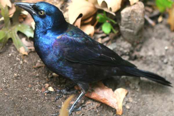 Common grackle's have an iridescent sheen over their black feathers that may resemble some feathered dinosaurs of the past.