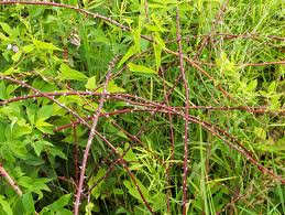 Thick tangle of briars provides cover and protection from predators, as well as a good food source for wild birds.