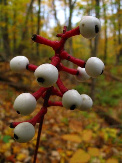Actaea pachypoda, a highly poisonous plant with striking white berries. Also known as 'white baneberry'. Photo taken by Robert E. Wright near Holderness, New Hampshire on October 23, 2005.