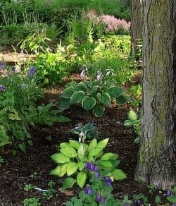 The second year of a shade tolerant perennial bed we designed for under a canopy of trees. Copyright 2012-16 CJS. All Rights Reserved.