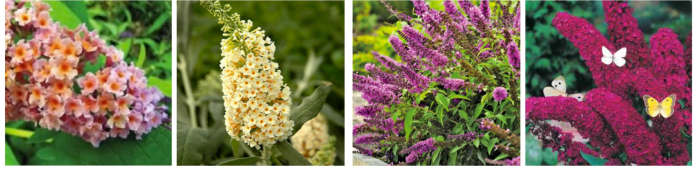 Left to right: BiColor Buddleia, Flutterby Grande Vanilla Cobbler, Buddleia Flutterby Petite™Tutti Fruitti, Buddleia Red Royal From