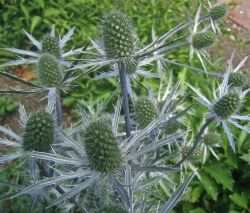 Eryngium 'Sapphire Blue' is sterile and will not self-seed. Copyright 2012-16 CJS. All Rights Reserved.