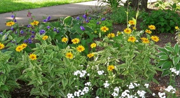 A perennial garden bed featuring more easy-to-grow plants including hosta, rose and purple campanula, heliopsis, and achillea. Photo Copyright 2012-16 CJS. All rights reserved.